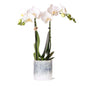 Kolibri-Orchideen - Classic Floral