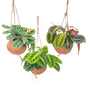 Kokodama Maranta Mix 3er-Set Ø15cm