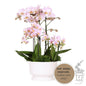 Kolibri-Orchideen | rosafarbenes Pflanzenset in Diabolo-weißer Schale inkl. Wasserreservoir | drei rosa Orchideen und drei grüne Pflanzen | Feldstrauß rosa mit autarkem Wasserreservoir