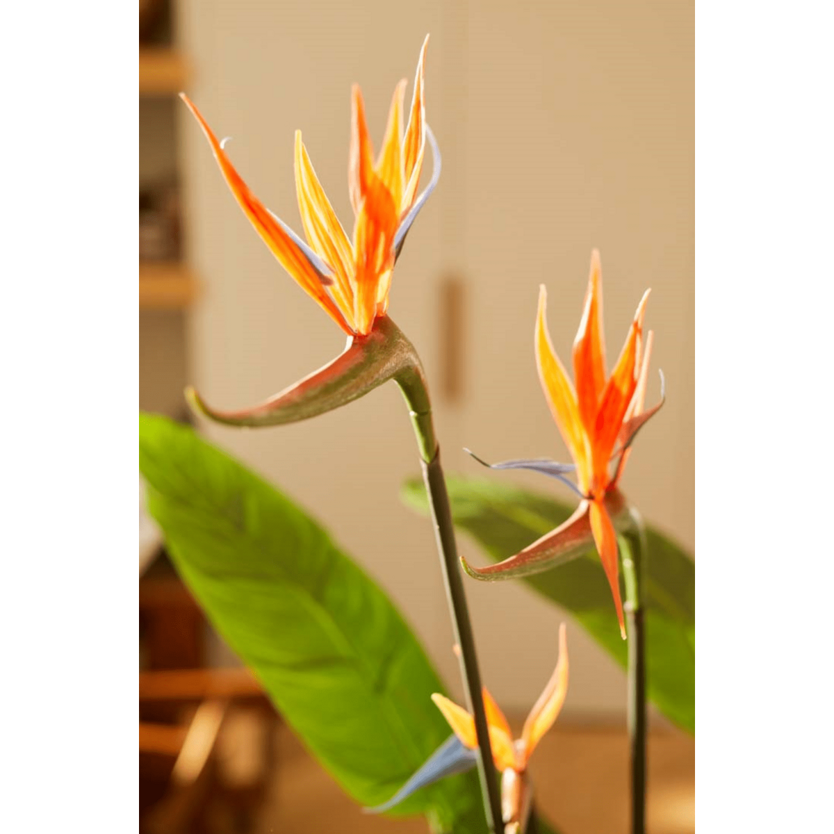 Strelitzia Kunstpflanze 120cm mit Blüte