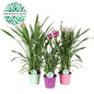 Curcuma Siam Mix Ingwerpflanze 3er-Set Ø17cm