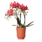 Kolibri-Orchideen - Classic Floral