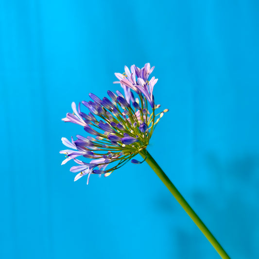 Agapanthus - Classic Floral