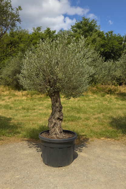 Olivenbaum action!( 250$ ) Begrenztes Angebot.