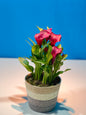 Calla - Classic Floral