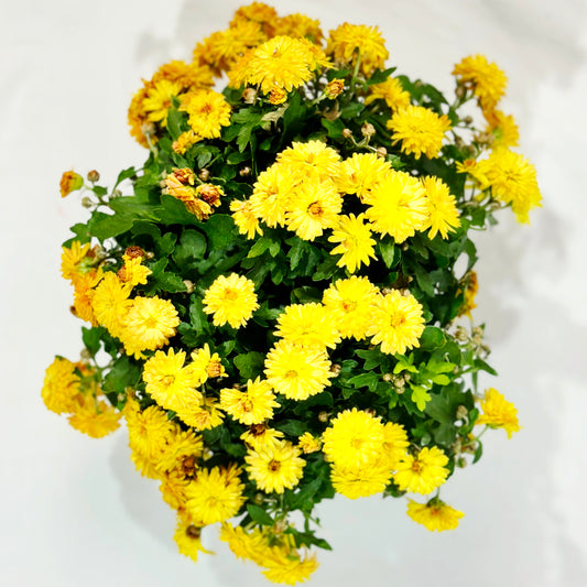 Chrysantheme Golden Charm