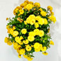 Chrysantheme Golden Charm