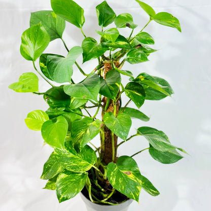 efeutute golden pothos Efeutute Golden Pothos (Epipremnum aureum) – Classic Floral