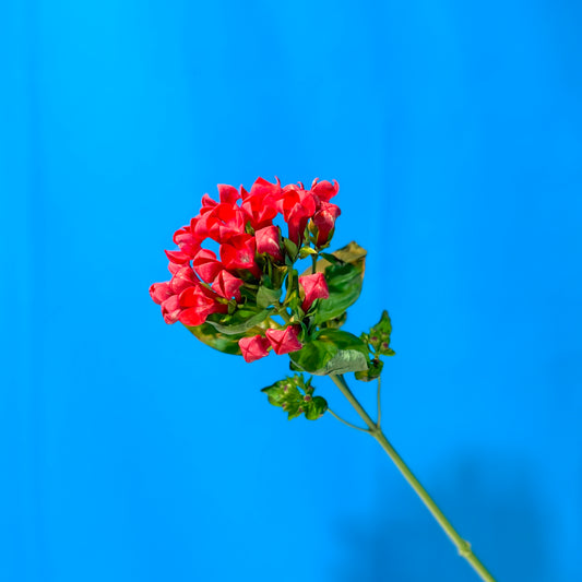 Kalmia latifolia rot - Classic Floral