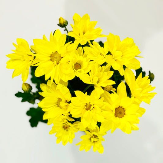 Chrysantheme Sunny Yellow