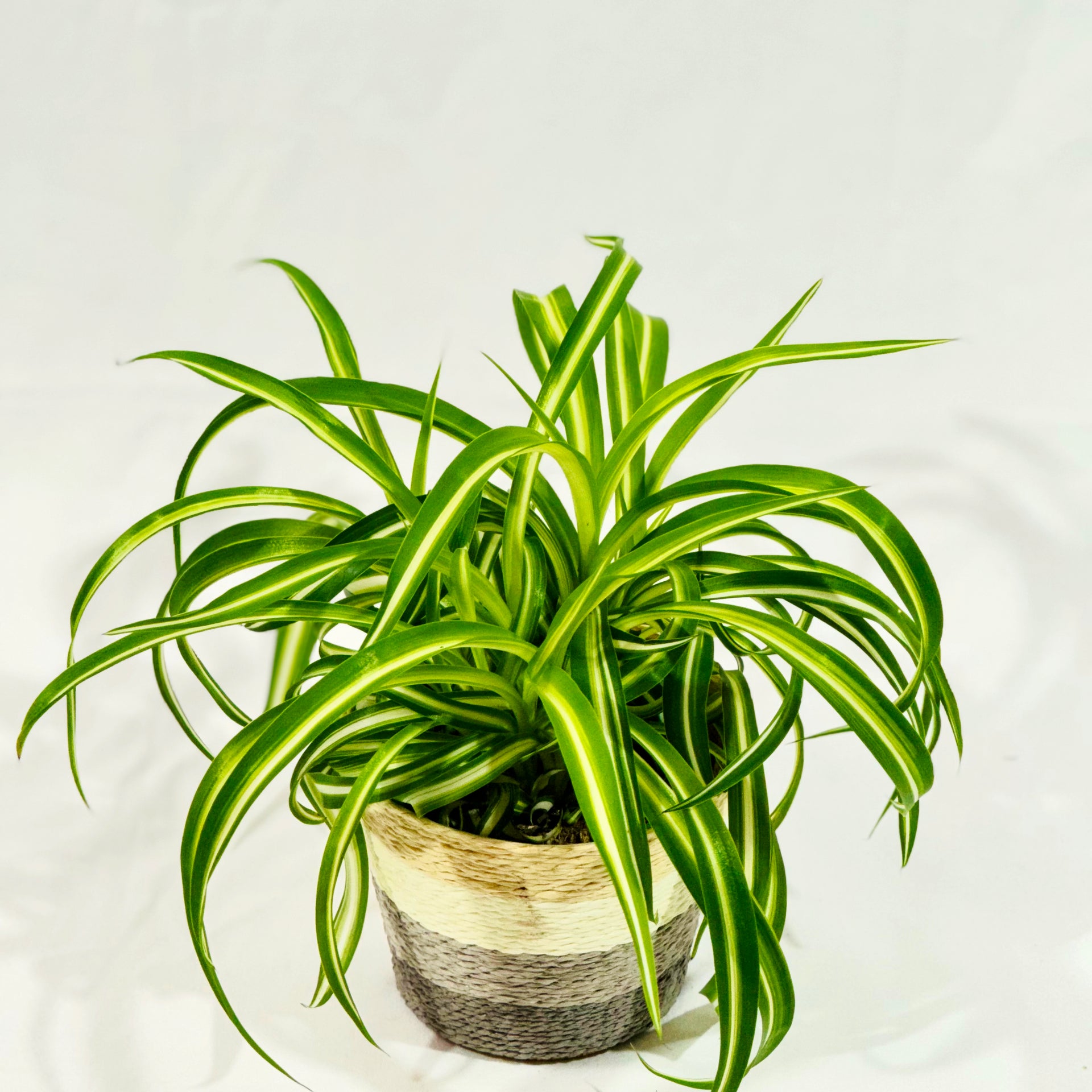 Grünlilie Variegata (Chlorophytum comosum) – Classic Floral
