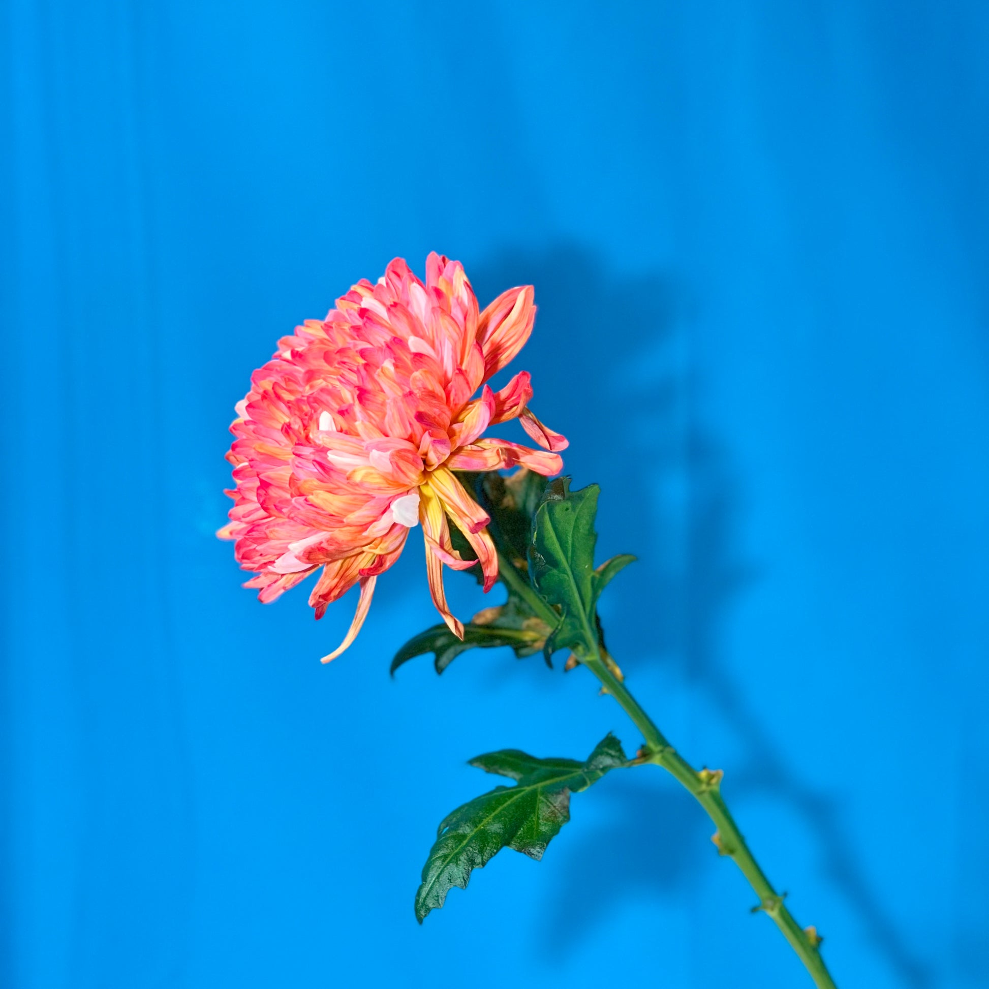 Orangefarbene Chrysantheme - Classic Floral