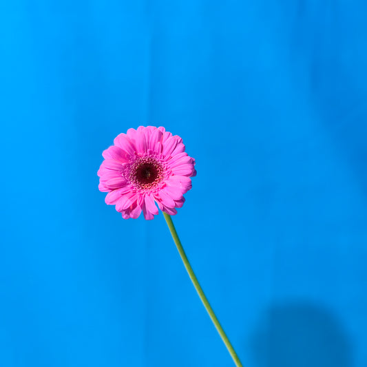 Pinke Gerbera - Classic Floral