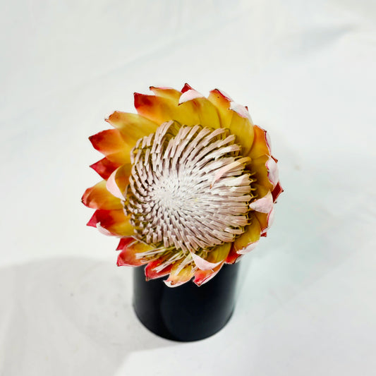 Protea