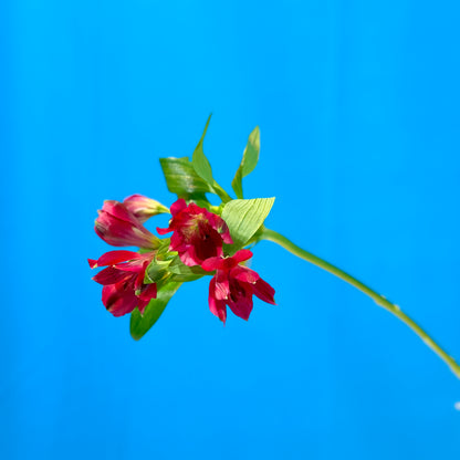 Rote Alstroemerie - Classic Floral