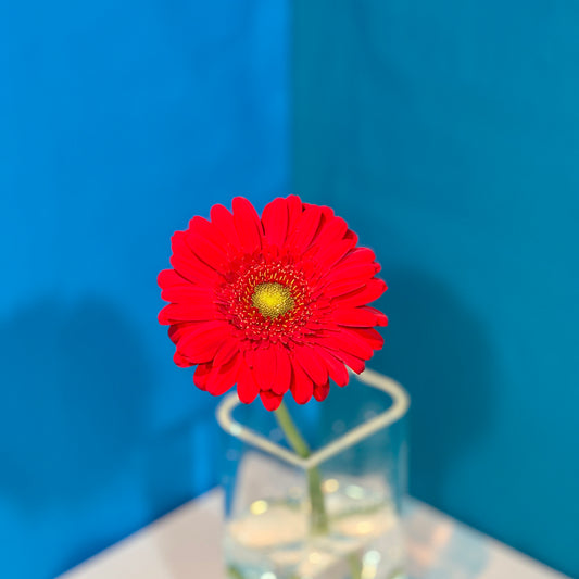 Rote Gerbera - Classic Floral