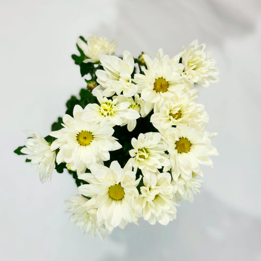 Chrysantheme Snow White