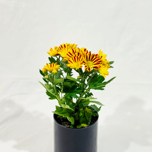 Chrysantheme Sunburst