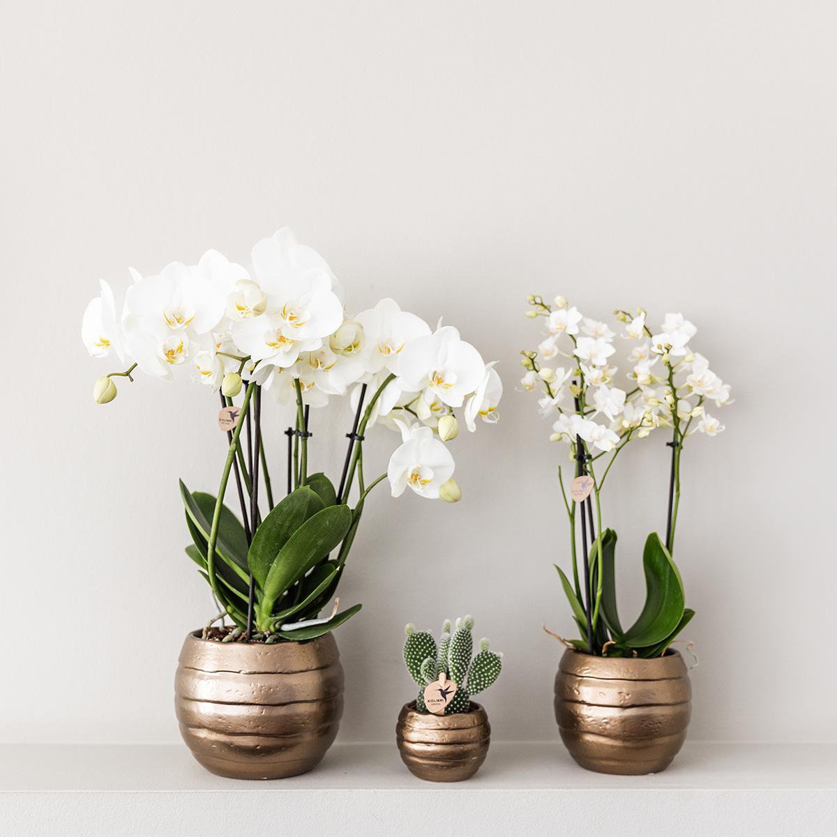 Kolibri-Orchideen | Gelb-rote Phalaenopsis-Orchidee - Spanien + Bienentopf - Topfgröße Ø9cm | blühende Zimmerpflanze – frisch vom Züchter