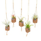 Kokodama Birdnest Tillandsia Mix 8er-Set Ø7cm