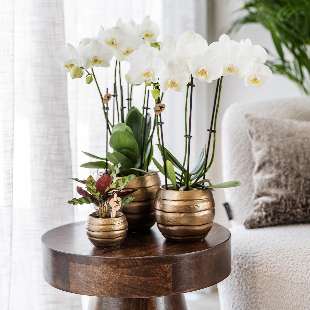 Kolibri-Orchideen | Gelb-rote Phalaenopsis-Orchidee - Spanien + Bienentopf - Topfgröße Ø9cm | blühende Zimmerpflanze – frisch vom Züchter