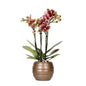 Kolibri-Orchideen - Classic Floral