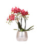 Kolibri-Orchideen - Classic Floral