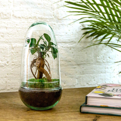 Terrarium-Bausatz – Eierbonsai – Flaschengarten – ↑ 25 cm