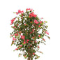 Bougainvillea Kunstpflanze 180cm - Classic Floral