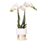 Weiße Phalaenopsis-Orchidee Amabilis im Lush-Topf Gold Ø9cm