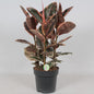 Ficus Belize Gummibaum Ø27cm 80cm
