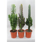 Kaktus-Wüstenmischung Euphorbia 3er-Set 70cm