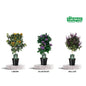 Duftpflanzen Kübelpflanzen Mix 3er-Set Ø19cm