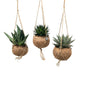 Kokodama Aloe Mix 3er-Set Ø15cm
