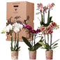 Kolibri Orchideen – Überraschungsbox-Mix – Pflanzen-Rabattbox – Überraschungsbox mit 4 verschiedenen Orchideen – frisch vom Züchter - Classic Floral