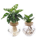 Bolglas Duo Monstera Adansonii & Clusia