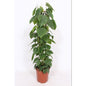 Philodendron Scandens Ø24cm