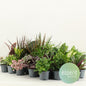 Grünmischung Greenss 24er-Set Ø8,5cm