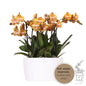 Orangefarbenes Orchideen-Set Las Vegas in Honigschale Ø12cm