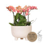Kolibri Orchideen Orangenpflanzen-Set in Gummischale Ø9cm