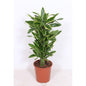 Dracaena Golden Coast Zimmerpflanze Ø27cm 110cm