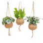 Kokodama Jungle Mix Tropenpflanzen 3er-Set Ø17cm
