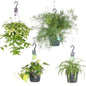 Zimmerpflanzen-Mix-Hängoasen 4er-Set Ø17cm