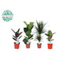 Zimmerpflanzen Green Mix Lopez 4er-Set Ø17cm