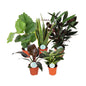 Zimmerpflanzen Green Mix Mountain 5er-Set Ø17cm