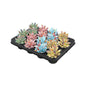 Echeveria Coloured Splash Pastell Mix 16er-Set Ø6cm