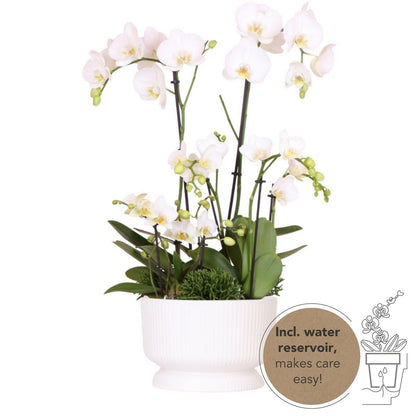 Kolibri-Orchideen | weißes Pflanzenset in Diabolo-weißer Schale inkl. Wasserreservoir | drei weiße Orchideen und drei grüne Pflanzen | Feldstrauß weiß mit autarkem Wasserreservoir