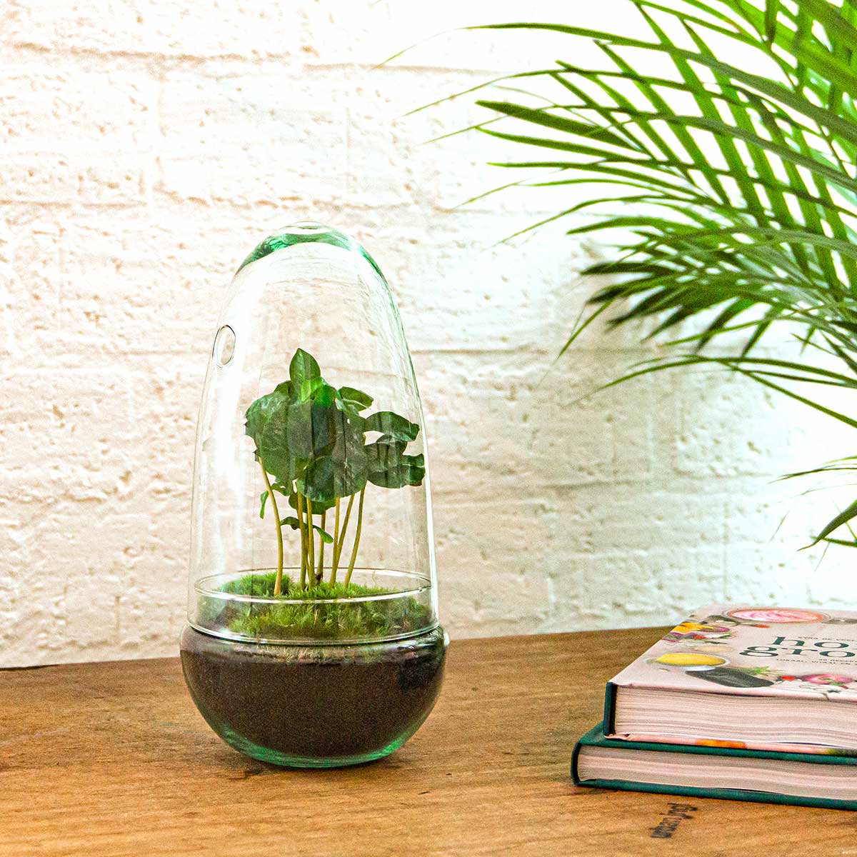 Terrarium-Bausatz – Eierbonsai – Flaschengarten – ↑ 25 cm