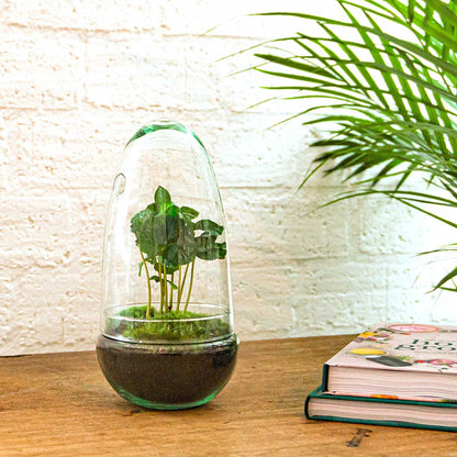 Terrarium-Bausatz – Eierbonsai – Flaschengarten – ↑ 25 cm