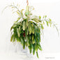 Pseudorhipsalis Ramulosa Rote Koralle Hängekaktus Ø21cm